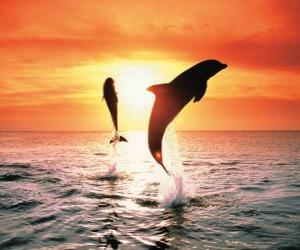 пазл Дельфины на закате